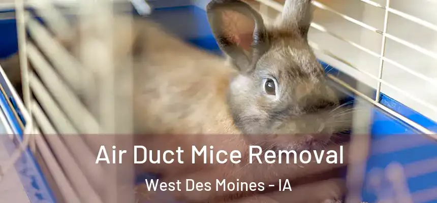  Air Duct Mice Removal West Des Moines - IA